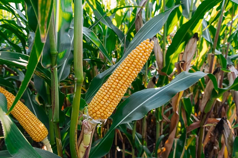 ЛГ 31390 - гибрид кукурузы Лимагрейн. Характеристики и отзывы