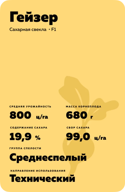 Гейзер гибрид сахарной свеклы