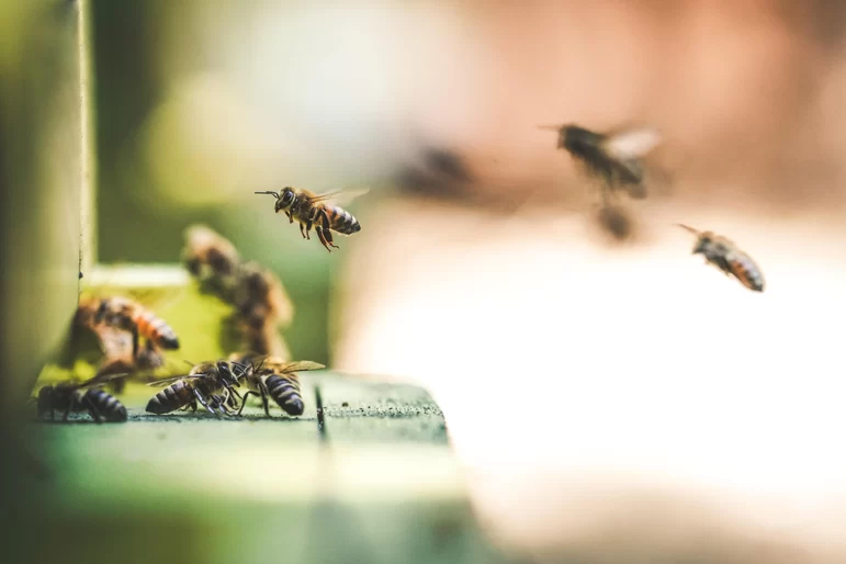 Экологи Нидерландов выступают за ограничения в промышленном пчеловодстве