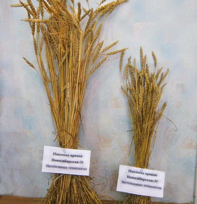 Экономическая эффективность различных технологий выращивания яровой пшеницы