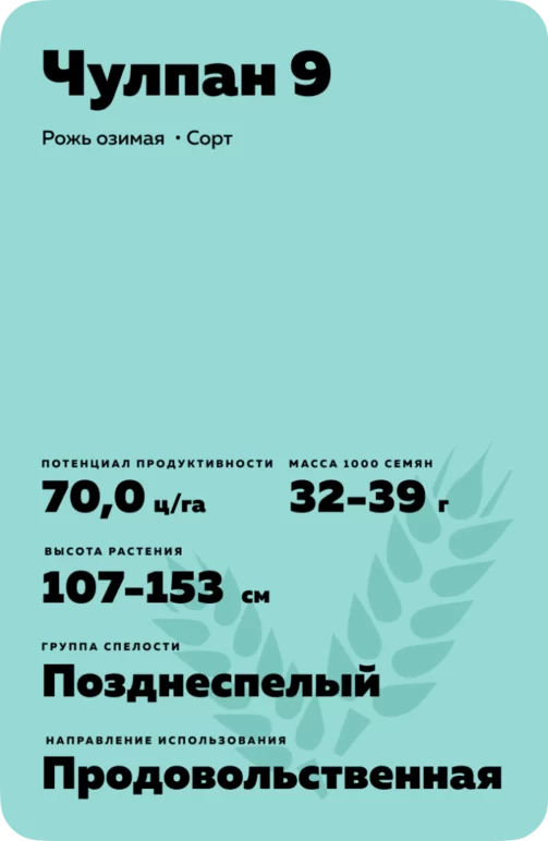 Чулпан 9 рожь озимая