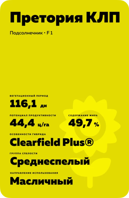 Претория КЛП (PRETORIA CLP) подсолнечник