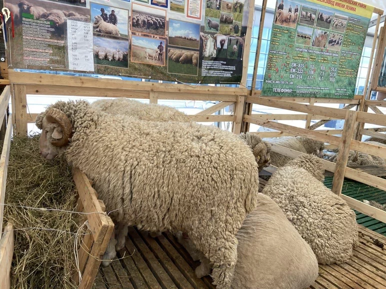 Манычский меринос - порода овец 