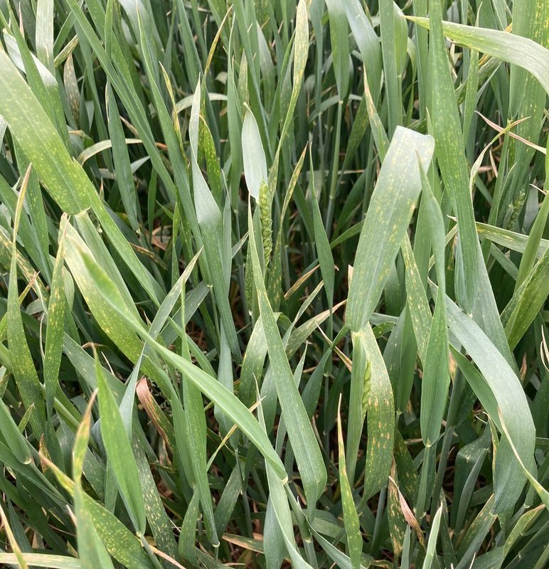 Защита озимой пшеницы