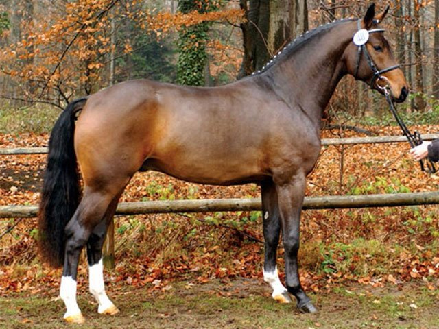 Вестфальская порода лошадей 