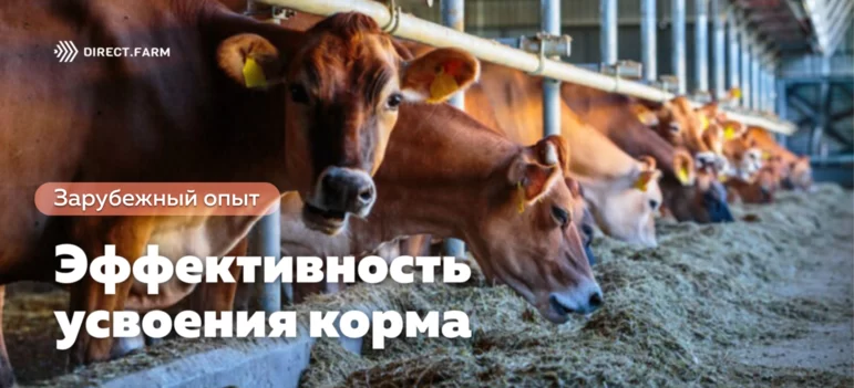 Эффективность усвоения корма как критерий отбора в молочном скотоводстве