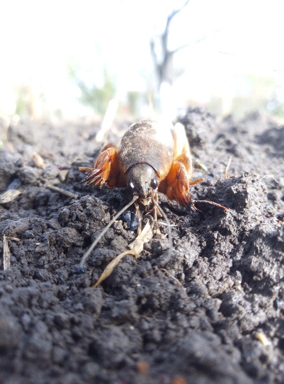 Медведка обыкновенная: описание, вредоносность, меры борьбы