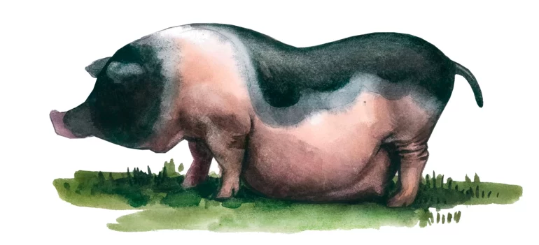 Цзиньхуа – порода свиней