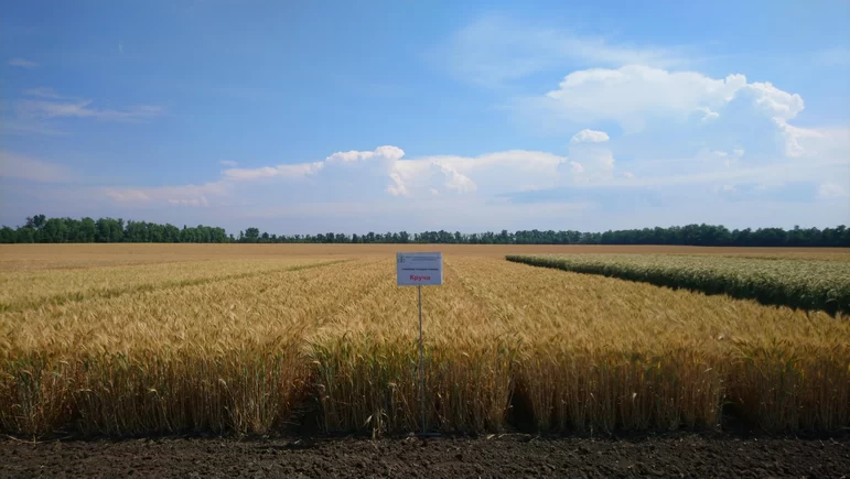 Сорта твердой пшеницы НЦЗ им. П.П.Лукьяненко
