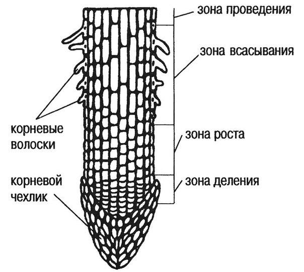 Как Выглядит Корень Фото