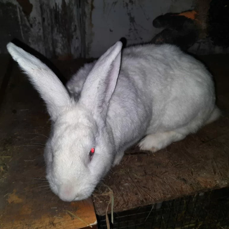 Породы кроликов Татарстана