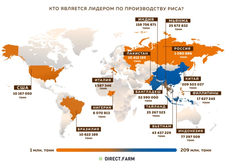 Страны-лидеры по производству риса