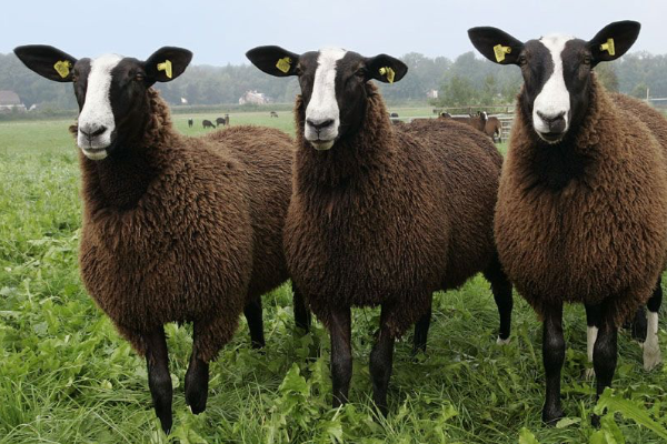 Цвартблес – порода овец
