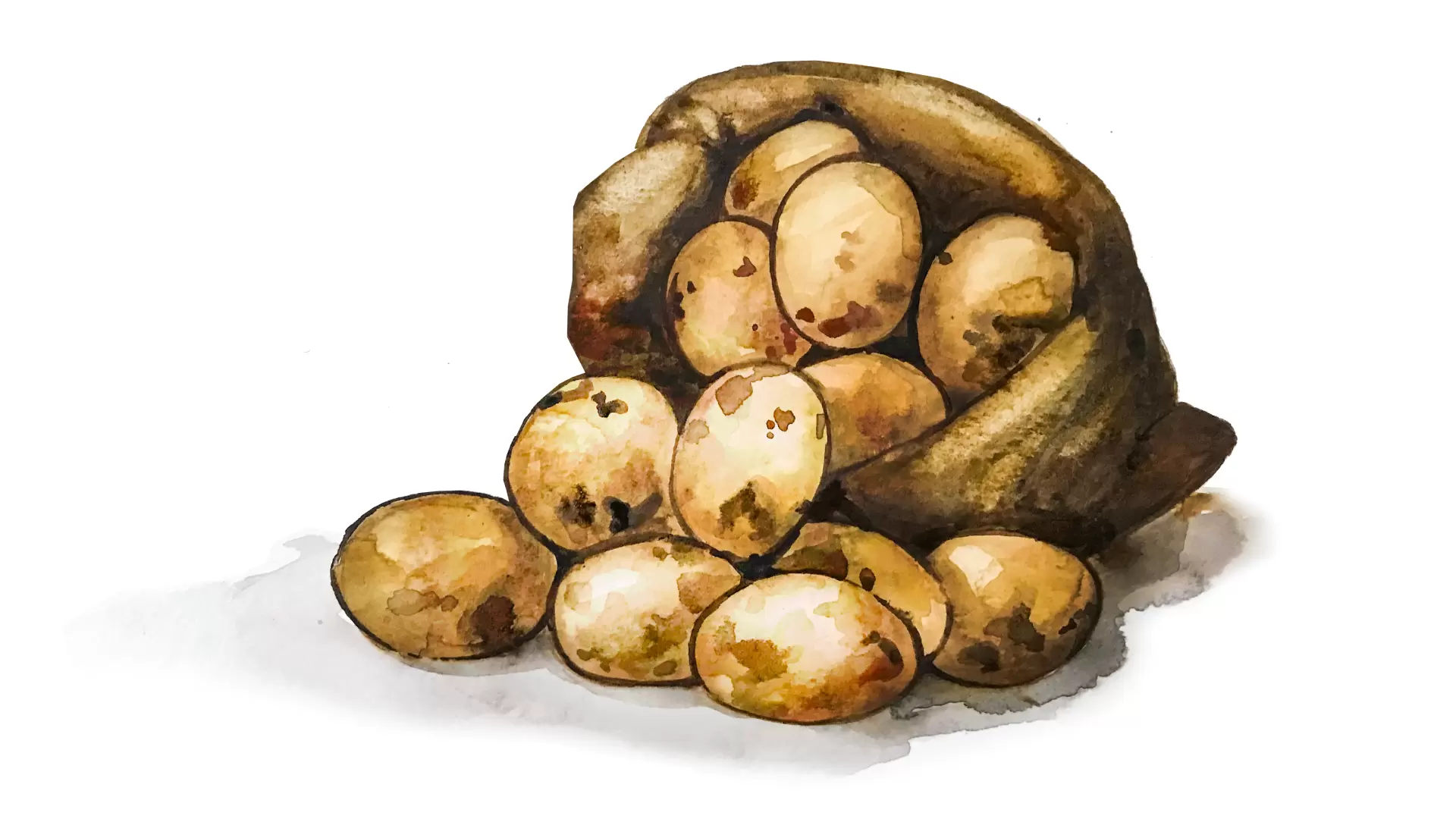 Картофель сорт Озирис. Кормовой картофель. Фуражный картофель. Кормовые сорта картофеля.