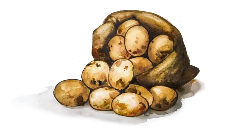 Картофель – характеристика корма
