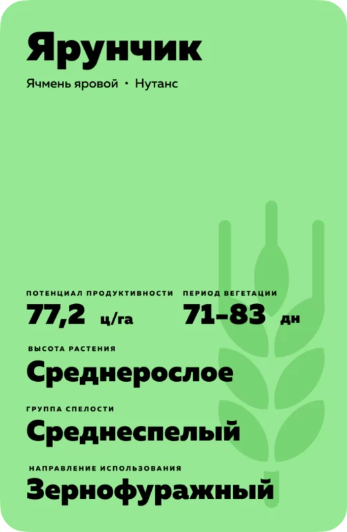 Ярунчик сорт ярового ячменя