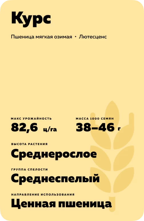 Курс ® сорт мягкой озимой пшеницы