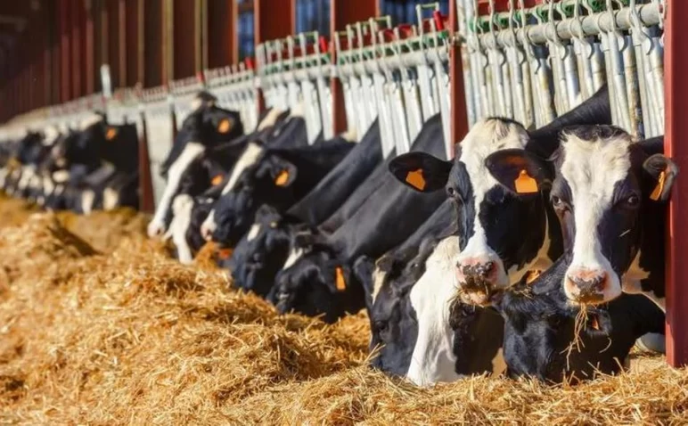 Как от высокопродуктивной коровы получить еще больше молока?