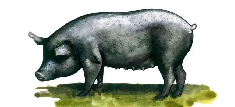 Мукота – порода свиней