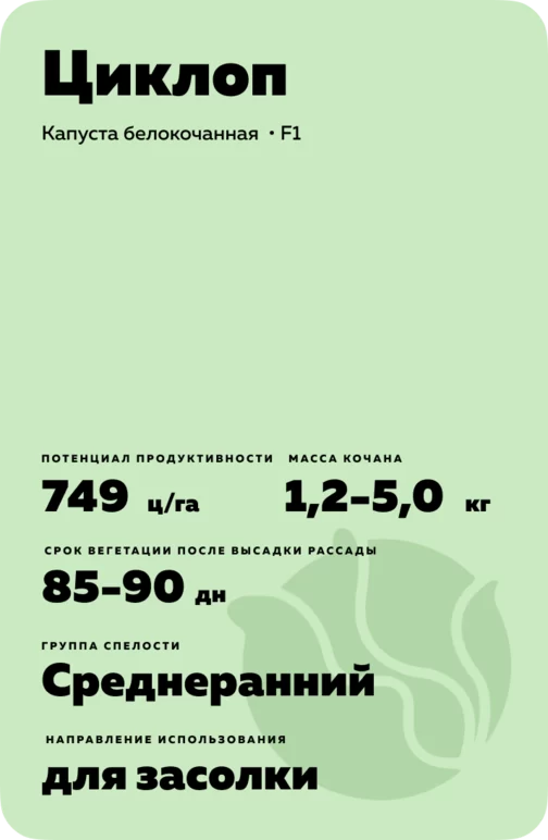 Циклоп (ZYKLOP) гибрид капусты белокочанной