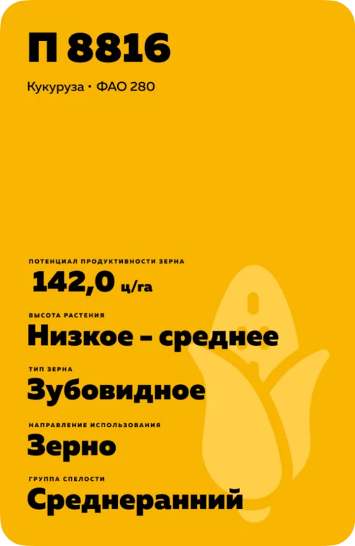 П 8816 - гибрид кукурузы Пионер