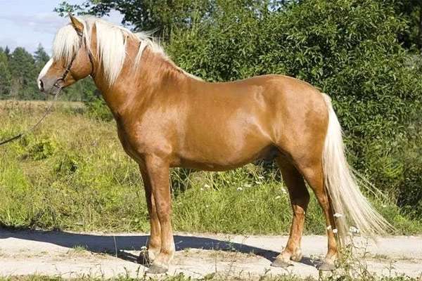 Эстонская порода лошадей (клеппер)