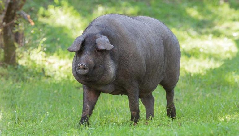 Иберийская порода свиней