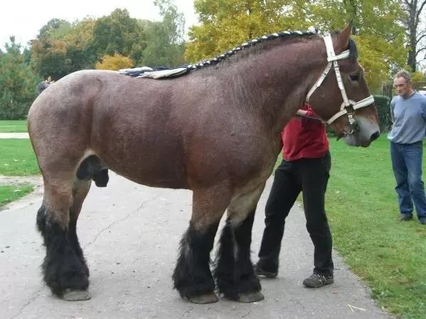 Clydesdale Cock