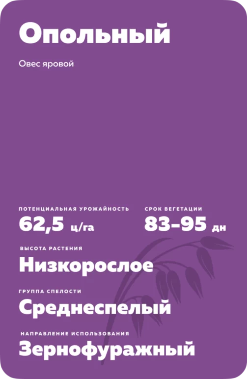 Опольный сорт овса ярового