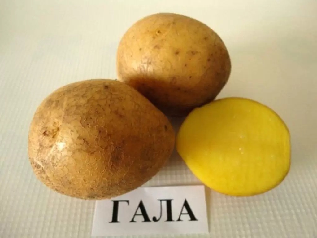 Гала - картофель. Характеристики и отзывы