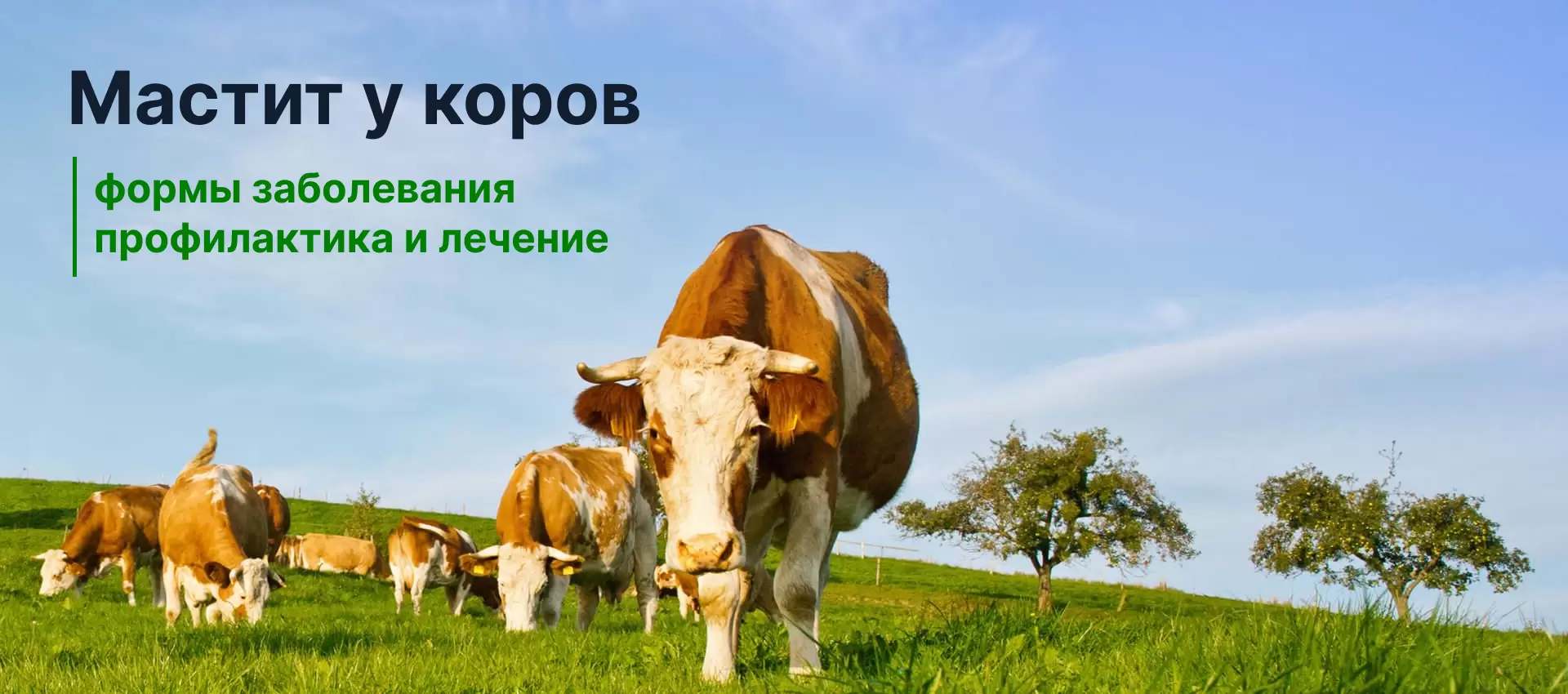 Факторы, влияющие на молочную продуктивность коров