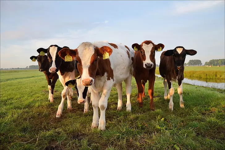 В Германии «считают логичным» ввести налог на выбросы метана коровами