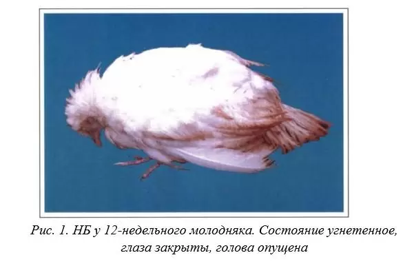  Вегад - Атлас болезней птицы. Ч. 1. Болезнь Ньюкасла