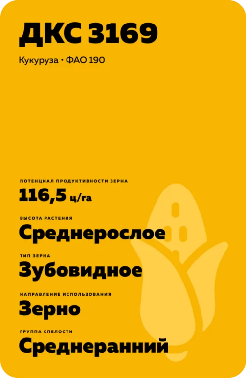ДКС 3169 гибрид кукурузы