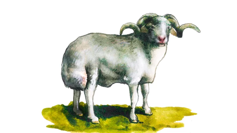 Андийская порода овец