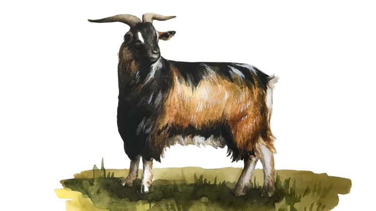 Кико – порода коз