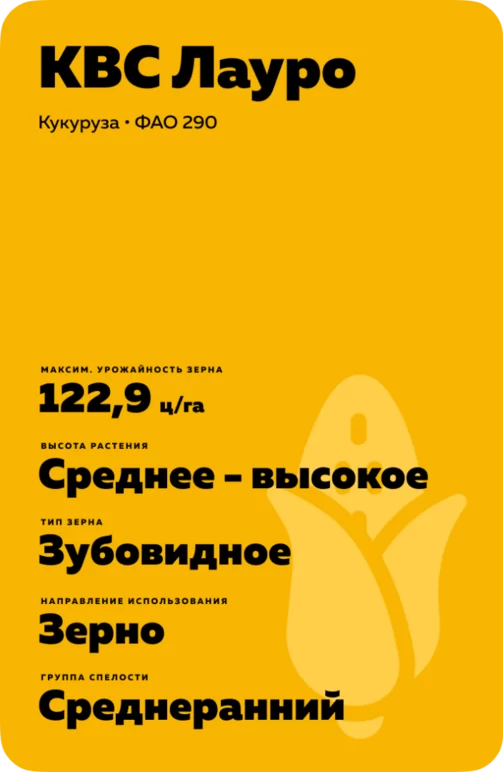 КВС Лауро (KWS LAURO) гибрид кукурузы